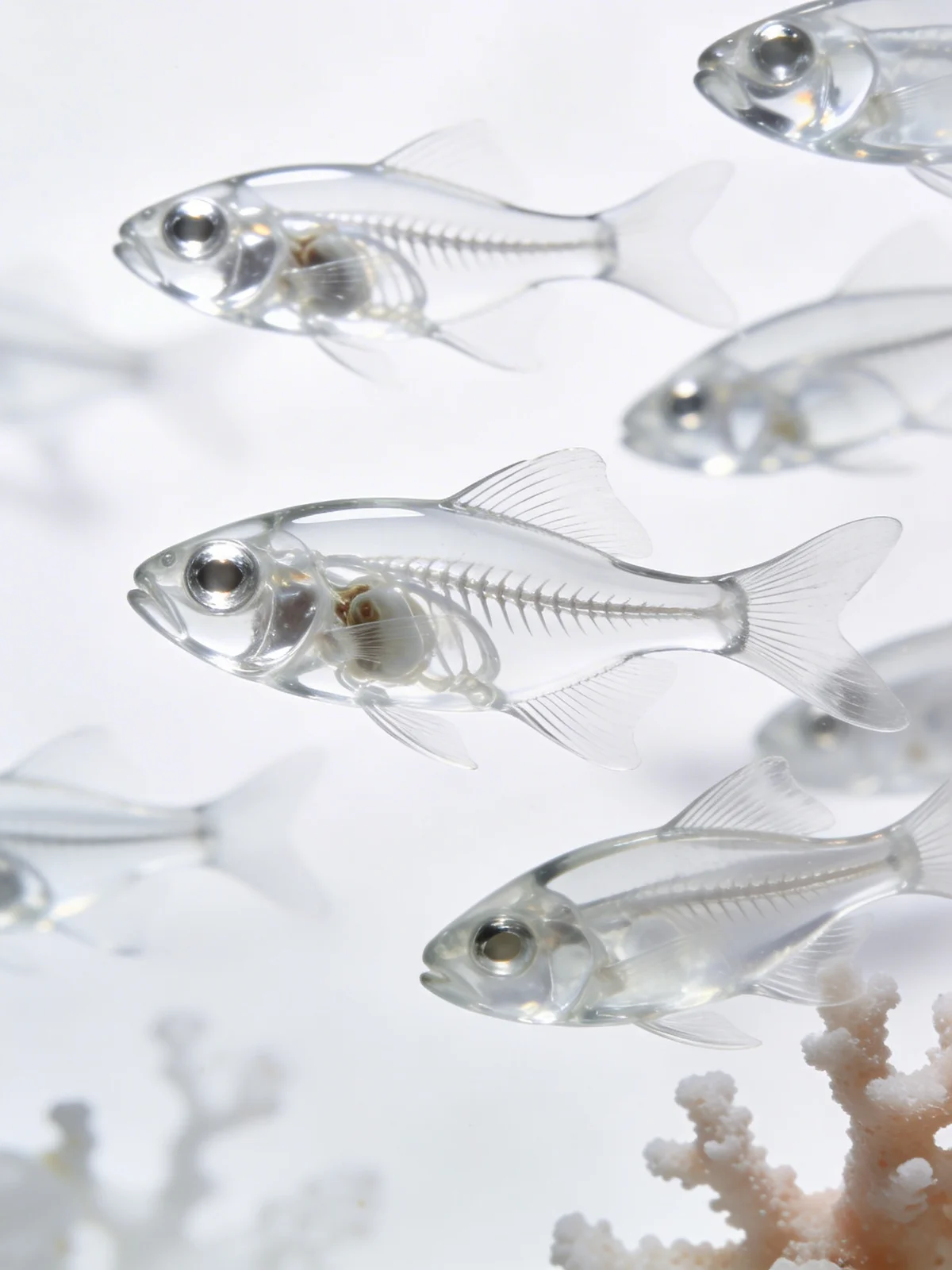 Transparente Glasfische im Korallenriff