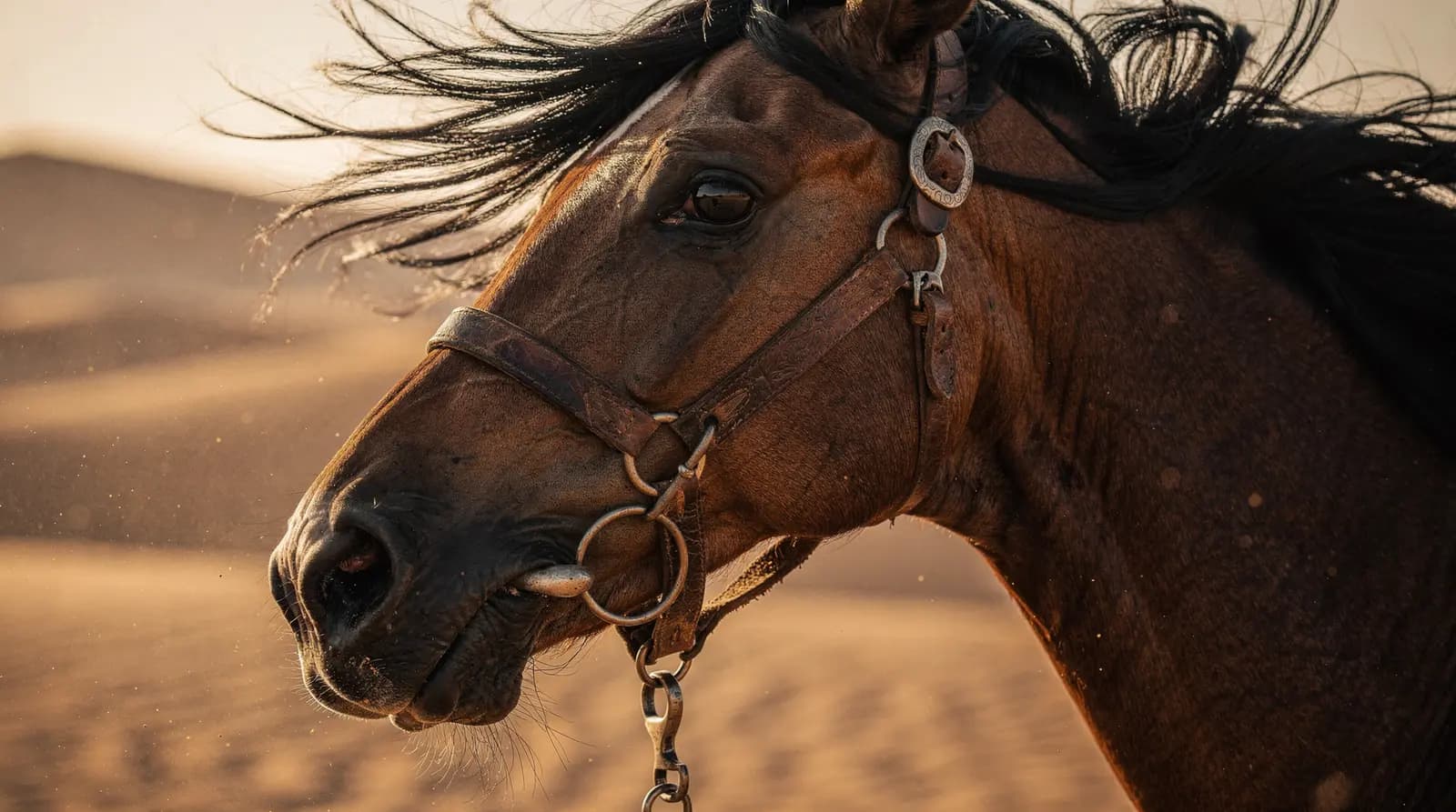 Araberhengst in der Wüste