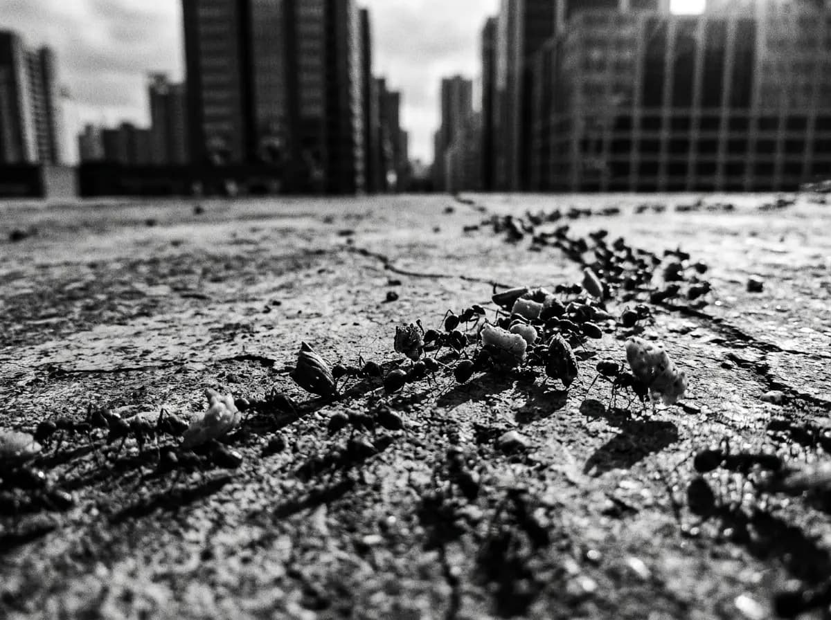 Ameisenkolonie im Transport - Analoges Schwarzweiß